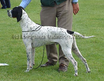 RDCC & 2nd Limit Dog